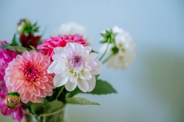 Mavi arka planda kırmızı, beyaz ve pembe çiçekli yıldız çiçeği.