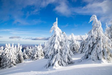 Dağlarda karlı köknar ağaçları olan kış harikalar diyarı