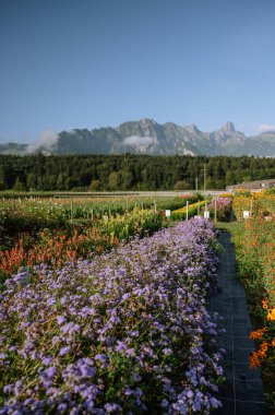 İsviçre Alpleri 'nin önünde açan mor diş ipi çiçekleri.