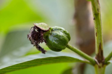 Ağaç dalında yetişen guava meyvelerinin yakın plan görüntüsü