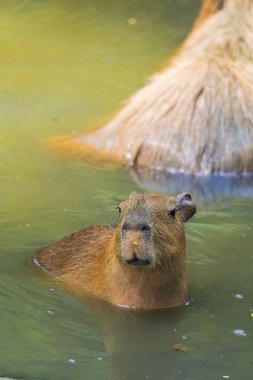 Capybara ya da daha büyük Capybara