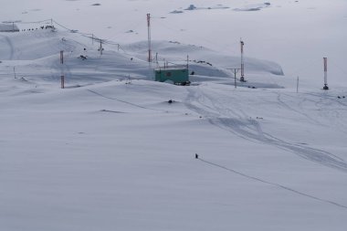 Penguen karda izler bırakır. Antarktika 'daki gentoo penguenleri. Vahşi!