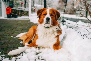 Kış karında dinlenen görkemli köpek.