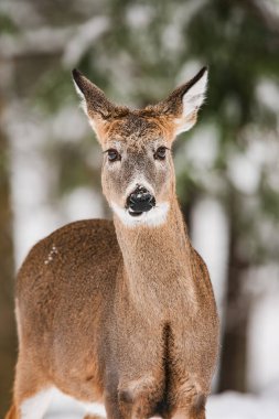 Portrait of an alert white-tailed deer clipart