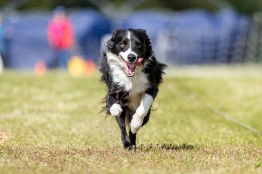 Siyah ve Beyaz Sınır Collie Koşu Pisti Hızlı Koşu Köpek Sporu