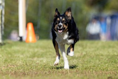 Üç Renkli Sınır Collie Köpek Koşu Pisti Hızlı Koşu Köpek Sporu
