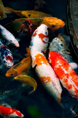 Japon Koi 'si Göl kenarında.