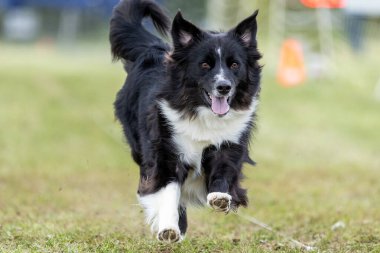 Siyah ve Beyaz Sınır Collie Koşu Pisti Hızlı Koşu Köpek Sporu