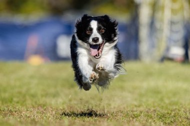 Siyah ve Beyaz Sınır Köpeği Koşu Alanı Koşu Pisti Hızlı Köpek Sporu