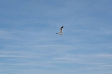 Şafak vakti gökyüzünde uçan deniz kuşları. Antarktika gökyüzü