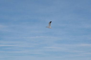 Seabirds flying in the sky at dawn. Antarctica sky clipart