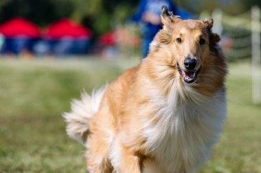 Sert Collie Koşu Pisti Hızlı Koşu Köpek Sporu