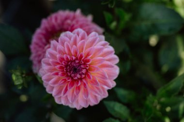 Canlı, yeşil arka planda pembe bir yıldız çiçeği