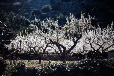 Almond trees in blossom in the Vall of L'Aguart clipart