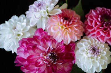 Siyah arka planda kırmızı, beyaz ve pembe çiçekli Dahlia buketi