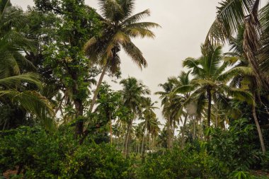 Sri Lanka 'daki canlı yeşil palmiye ağaçları gri gökyüzüne karşı