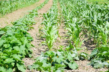 Kabak ve mısırlı sebze bahçesi. Sebze yatakları