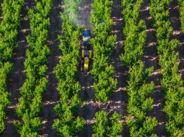 Şeftali tarlalarına böcek ilacı püskürten traktör.