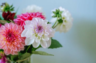 Mavi arka planda kırmızı, beyaz ve pembe çiçekli yıldız çiçeği.