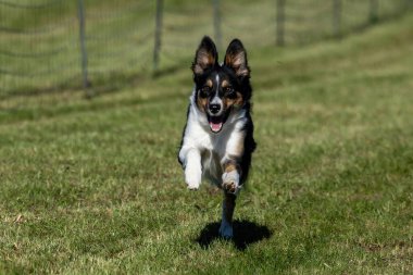 Üç Renkli Sınır Collie Köpek Koşu Pisti Hızlı Koşu Köpek Sporu