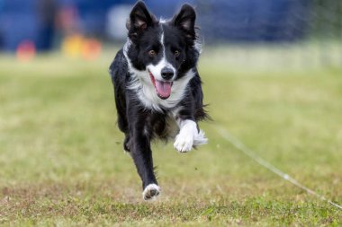 Siyah ve Beyaz Sınır Collie Koşu Pisti Hızlı Koşu Köpek Sporu