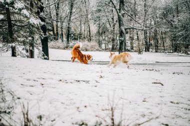 Two dogs playing in snowy yard clipart