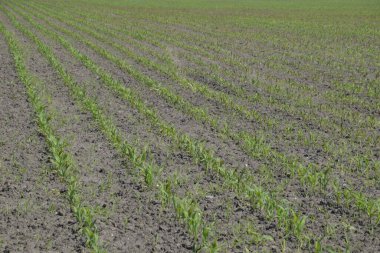 Mısır tarlası. Yeşil mısır tarlasında çiçek açar