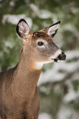 White-tailed deer buck with wound from recently shed antlers clipart