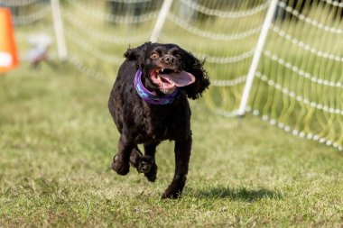 Kahverengi Boykin Spaniel Koşu Pistinde Koşan Hızlı Köpek Sporu