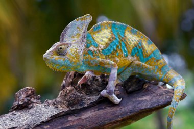 Örtülü bukalemun avını yakalamaya çalışıyor.