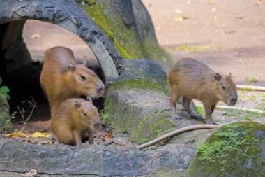 Capybara ya da daha büyük Capybara