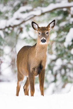 White-tailed deer doe standing at the edge of snow covered woods clipart