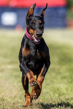 Siyah ve Tan Doberman Pinscher Koşu Alanı Koşu Pisti Koşu Köpeği Spor