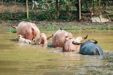 Göletten ot yiyen siyah bir bufalo.