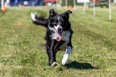 Siyah ve Beyaz Sınır Collie Koşu Pisti Hızlı Koşu Köpek Sporu