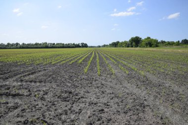 Mısır tarlası. Yeşil mısır tarlasında çiçek açar