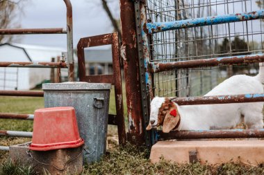 Keçi Çitten Kaçmaya Çalışıyor.