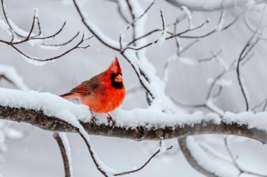 Karlı bir günde Kızıl Kardinal