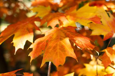 Düşen Yaprağın Ayrıntısı