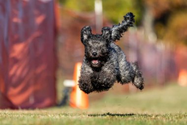 Pumi Koşu Pisti Hızlı Köpek Sporu