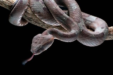 Düz burun engereği bir dala dolandı.