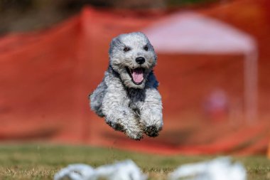 Pumi Koşu Pisti Hızlı Köpek Sporu
