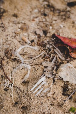 Plastik atıklarla dolu Hawaii plajı