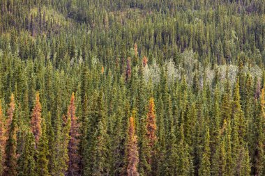 A forest of lodgepole pine trees clipart