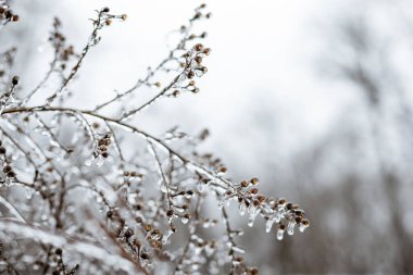 Close up of ice covered weeds against winter sky clipart