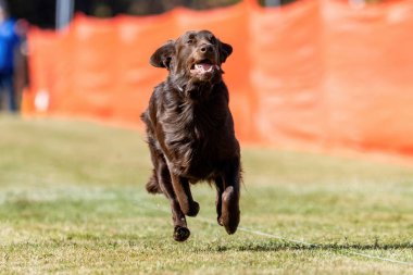 Flat-coated Retriever Running Lure Course Sprint Dog Sport clipart