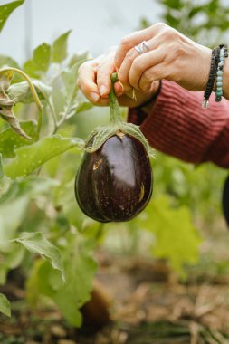 Bahçede yeni hasat edilmiş bir patlıcanı tutan bir kadın eli.