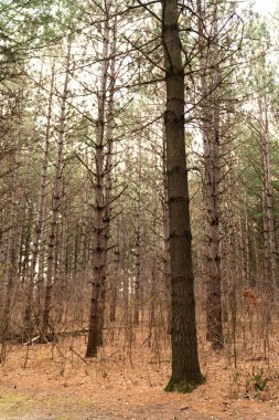 Çam Ağacı Ormanı 'nın arasında