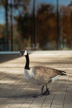 Kaz tüyleriyle yakın plan.