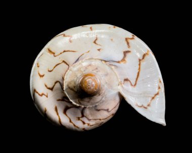 Cymbiola Nobilis Seashell on black background clipart